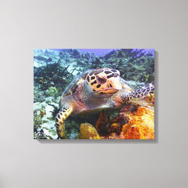 Cuzumel Turtle #4 Canvas Print (Front)