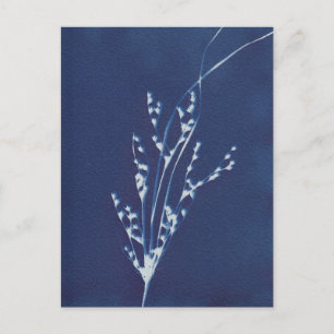 Cyanotype Print Grass Blue White Art Postcard