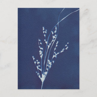 Cyanotype Print Grass Blue White Art Postcard