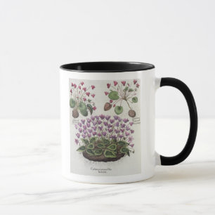 Cyclamen: 1.Cyclamen serotinum foliis hederaceis; Mug