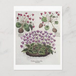 Cyclamen: 1.Cyclamen serotinum foliis hederaceis; Postcard