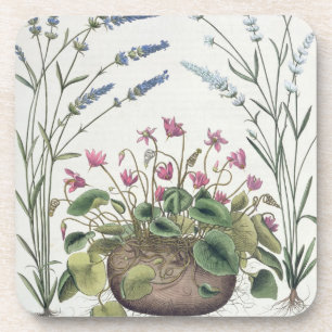 Cyclamen and Lavender: 1.Cyclamen Romanum; 2.Spica Coaster