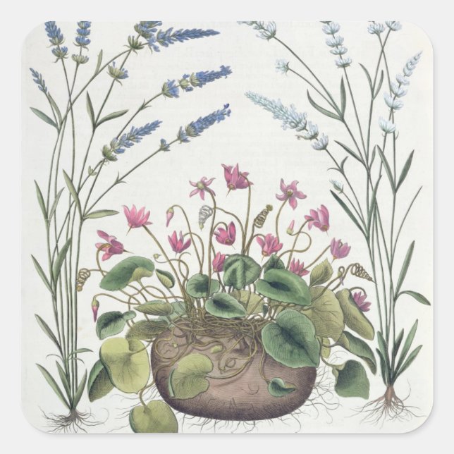 Cyclamen and Lavender: 1.Cyclamen Romanum; 2.Spica Square Sticker (Front)