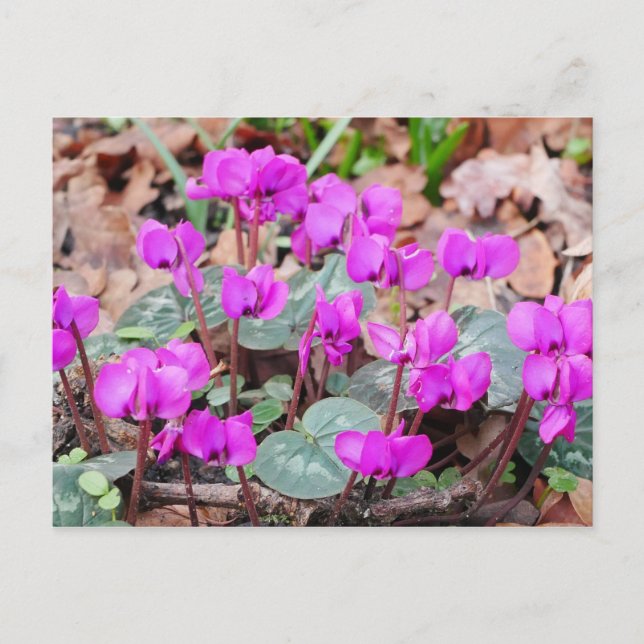 Cyclamen Coum Postcard (Front)