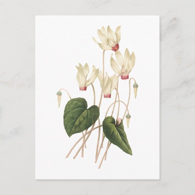 cyclamen(Cyclamen sp.) by Redouté Postcard (Front)