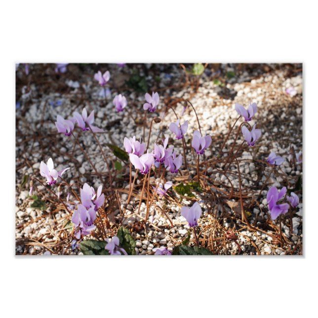 Cyclamen Photo Print (Front)