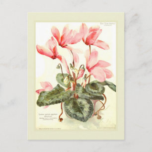 Cyclamen Postcard