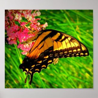 Cycle Of Life Poster