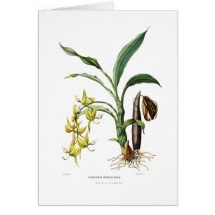 Cycnoches ventricosum