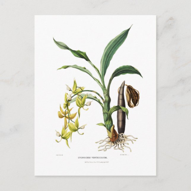 Cycnoches ventricosum postcard (Front)