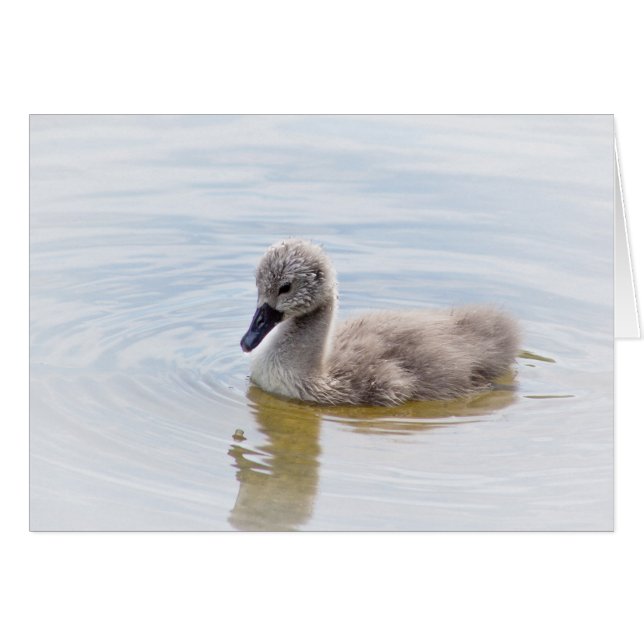 Cygnet (Front Horizontal)