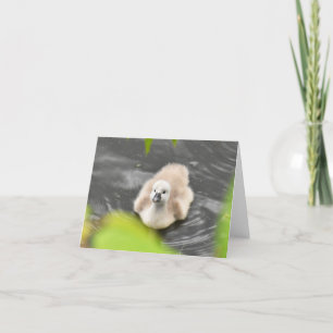 Cygnet (Mute swan cygnets #1) - Blank Note Card