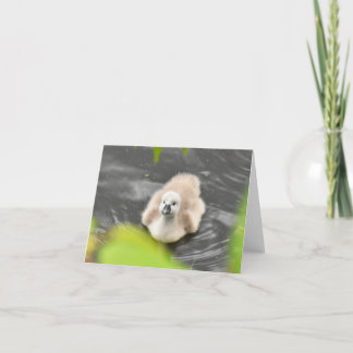 Cygnet (Mute swan cygnets #1) - Blank Note Card