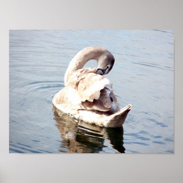 Cygnet Swan Preening Poster (Front)