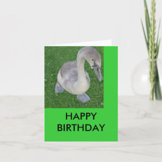cygnets on land, HAPPY BIRTHDAY Card