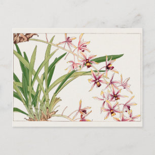 Cymbidium by Tanigami Konan Postcard