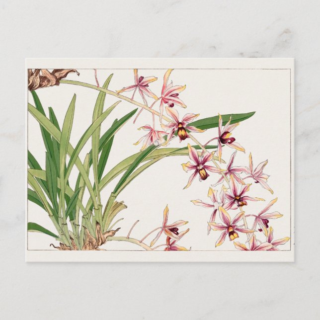 Cymbidium by Tanigami Konan Postcard (Front)