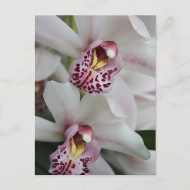 Cymbidium Orchid Postcard (Front)