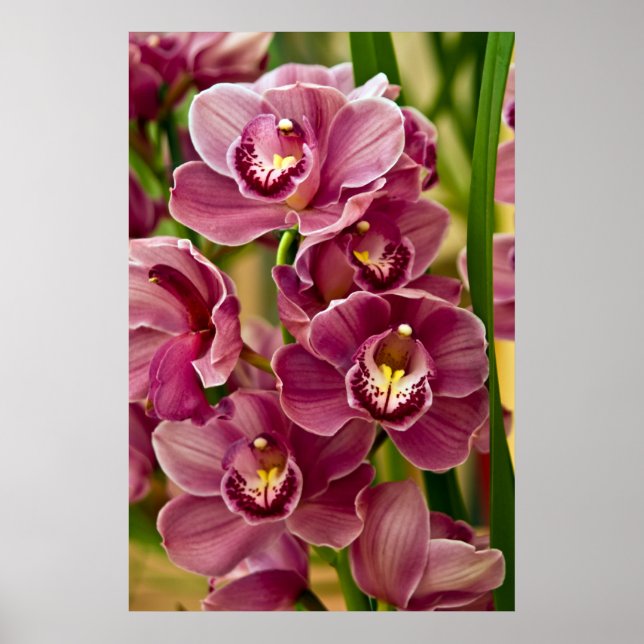 Cymbidium Orchid Poster (Front)