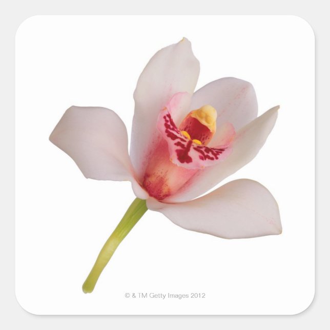 Cymbidium Orchid Square Sticker (Front)
