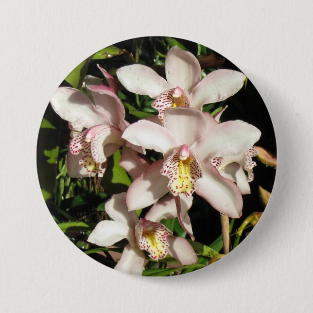 Cymbidium Orchids button (Front)