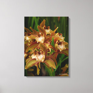Cymbidium tracyanum canvas print
