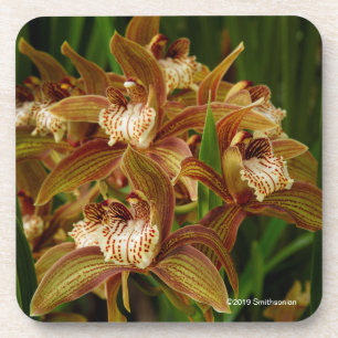 Cymbidium tracyanum coaster