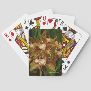 Cymbidium tracyanum playing cards