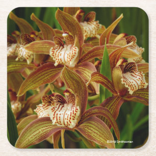 Cymbidium tracyanum square paper coaster