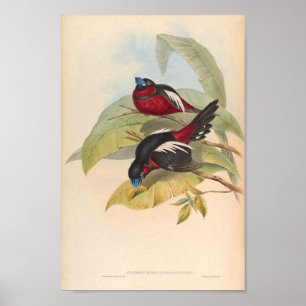 Cymbirhynchus Macrorhynchos Vintage Bird oF Asia Poster