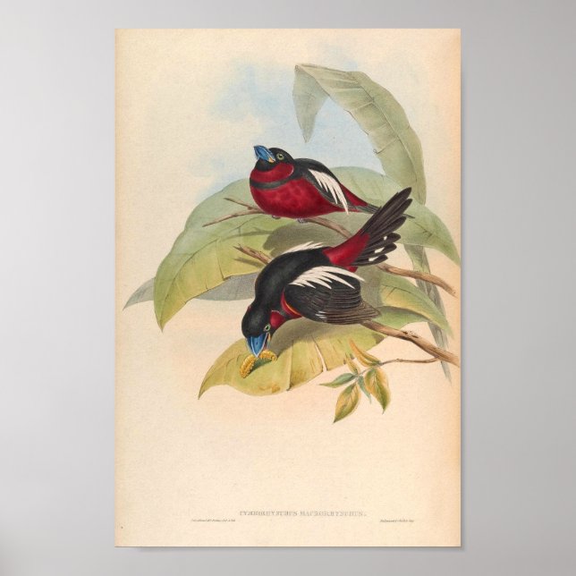 Cymbirhynchus Macrorhynchos Vintage Bird oF Asia Poster (Front)