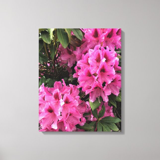 Cynthia Rhododendrons, Oregon Canvas Print (Front)