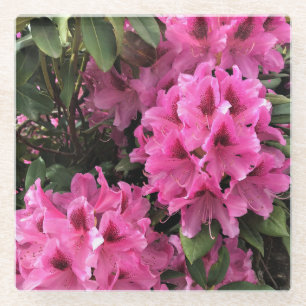 Cynthia Rhododendrons, Oregon Glass Coaster