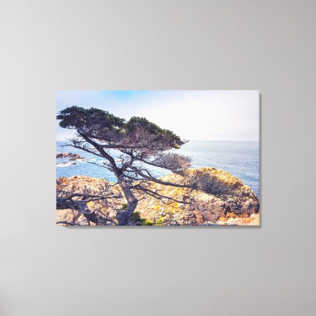 Cypress by The Sea Canvas Print (Front)