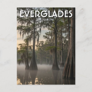 Cypress Dome Everglades National Park Florida Postcard