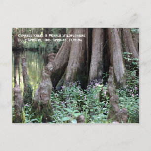 Cypress Knees Postcard