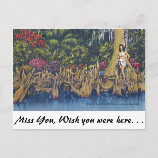 Cypress Knees Postcard
