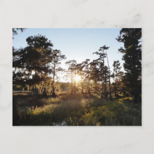Cypress Lake Postcard