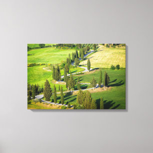 Cypress lined winding road in Tuscany Canvas Print