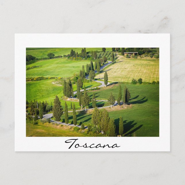 Cypress lined winding road in Tuscany Postcard (Front)
