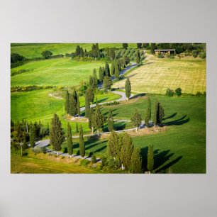 Cypress lined winding road in Tuscany Poster