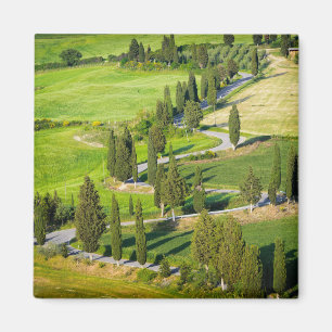 Cypress lined winding road, Tuscany square magnet