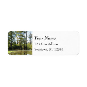 Cypress Swamp