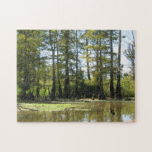 Cypress Swamp Landscape