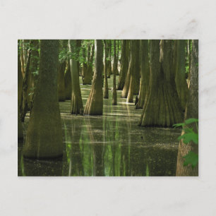 Cypress Swamp Postcard