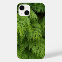 Cypress trees