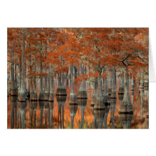 Cypress Trees George Smith State Park, Georgia