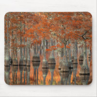 Cypress Trees | George Smith State Park, Georgia