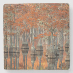 Cypress Trees   George Smith State Park, Georgia Stone Coaster