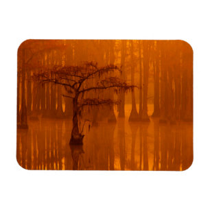 Cypress Trees George Smith State Park Magnet